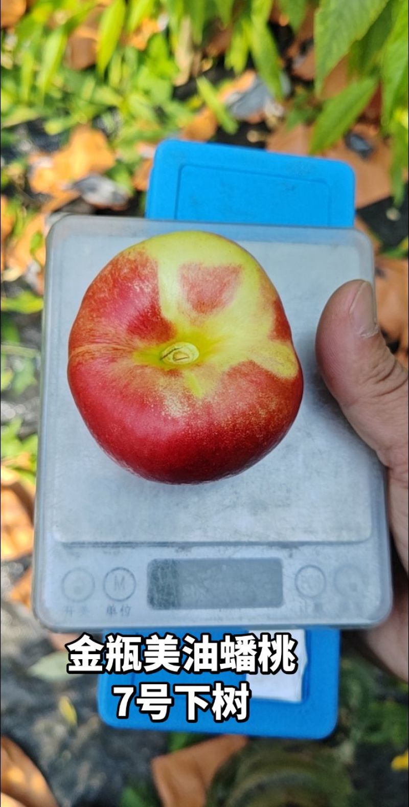大棚油蟠桃金瓶美