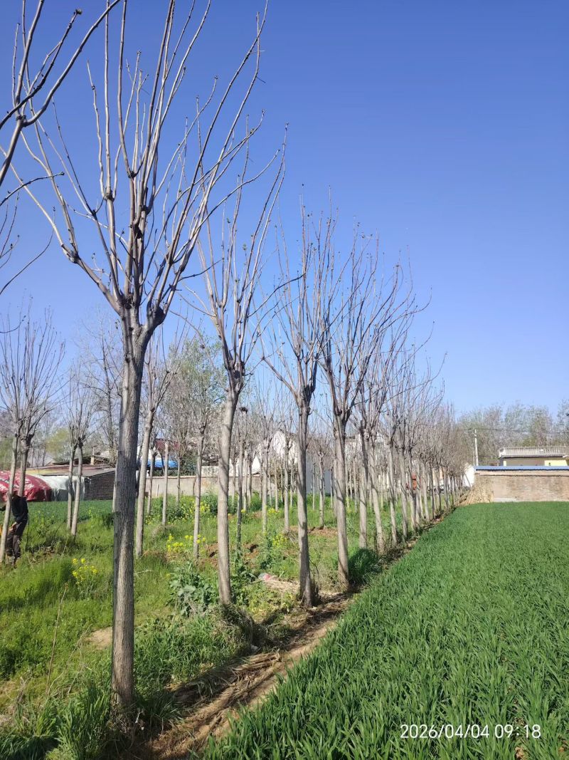 梓树小苗价格，8公分梓树，9公分梓树，10-12公分梓树
