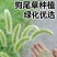 狗尾巴草籽