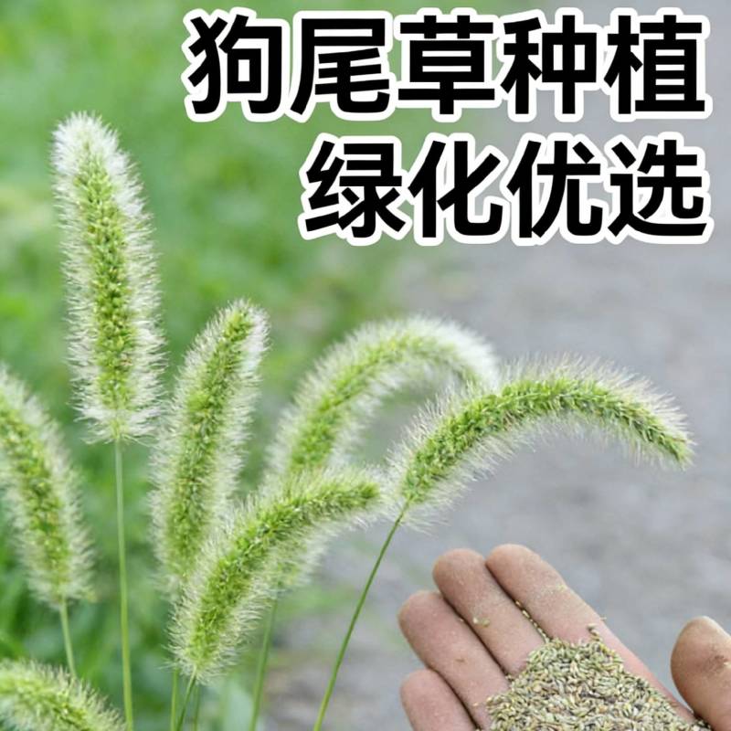 狗尾巴草籽