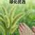 狗尾巴草籽