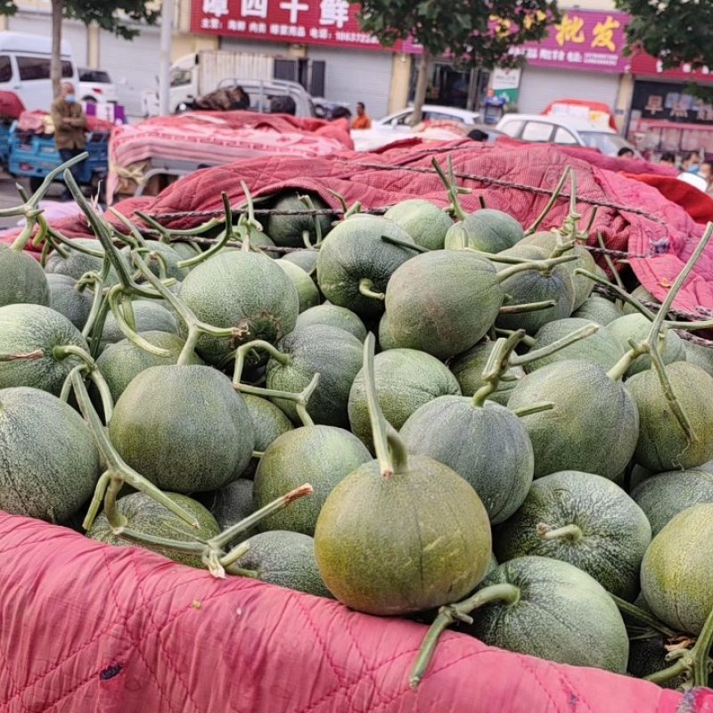 博洋9博洋61绿宝星甜二十花美人冰糖脆头茬口感香酥脆甜