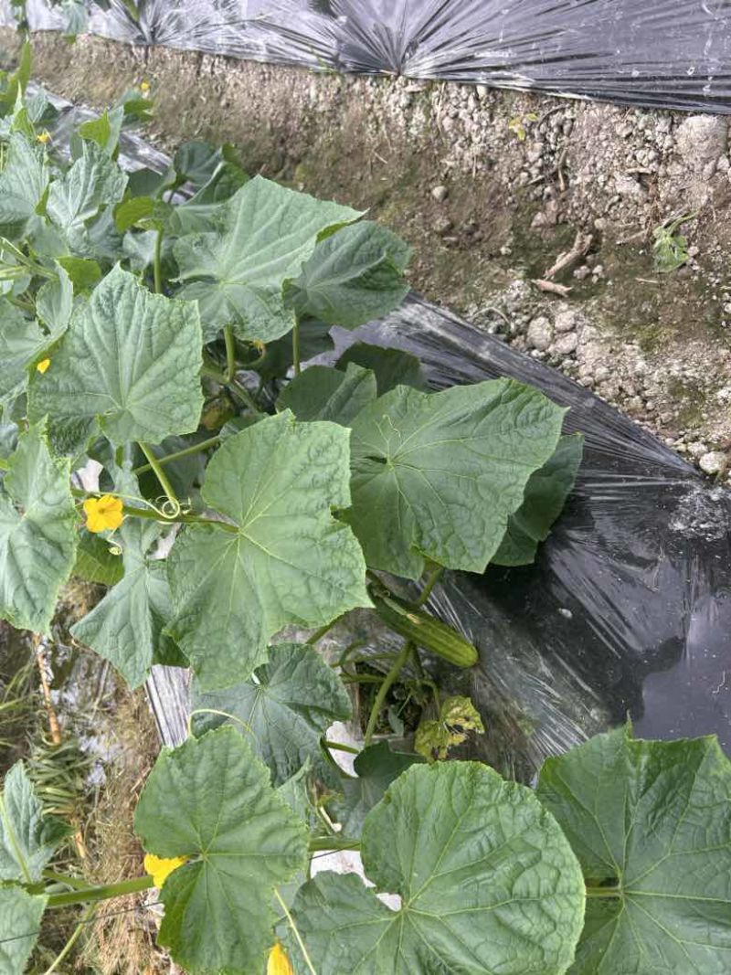 燕白黄瓜产地直发品质保证量大从优一手货源欢迎联系