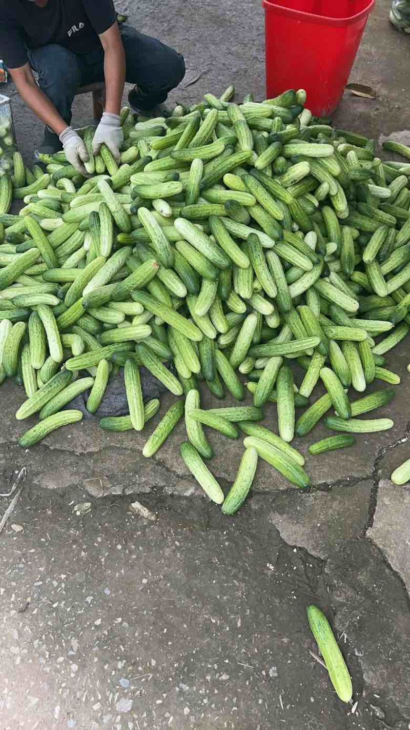 燕白黄瓜产地直发品质保证量大从优一手货源欢迎联系