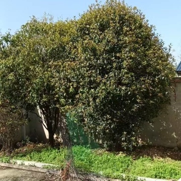 桂花树