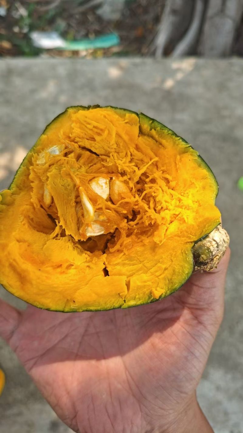 广东湛江贝贝南瓜，粉糯香甜，基地直供，量大优惠全国发货