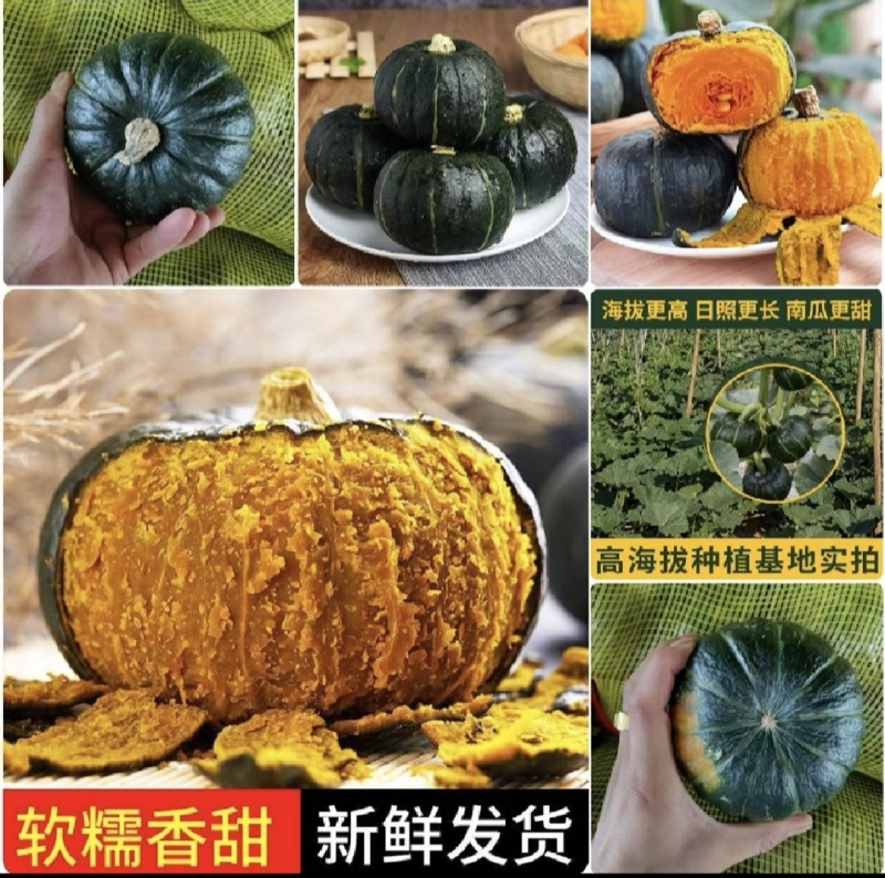 广东湛江贝贝南瓜，粉糯香甜，基地直供，量大优惠全国发货