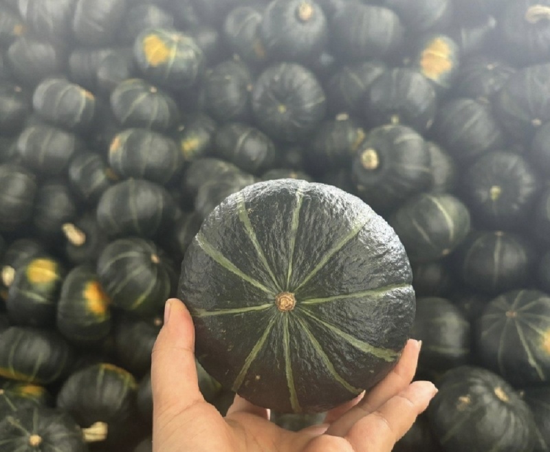广东湛江贝贝南瓜，粉糯香甜，基地直供，量大优惠全国发货