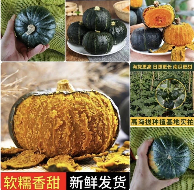 广东湛江贝贝南瓜，粉糯香甜，基地直供，量大优惠全国发货