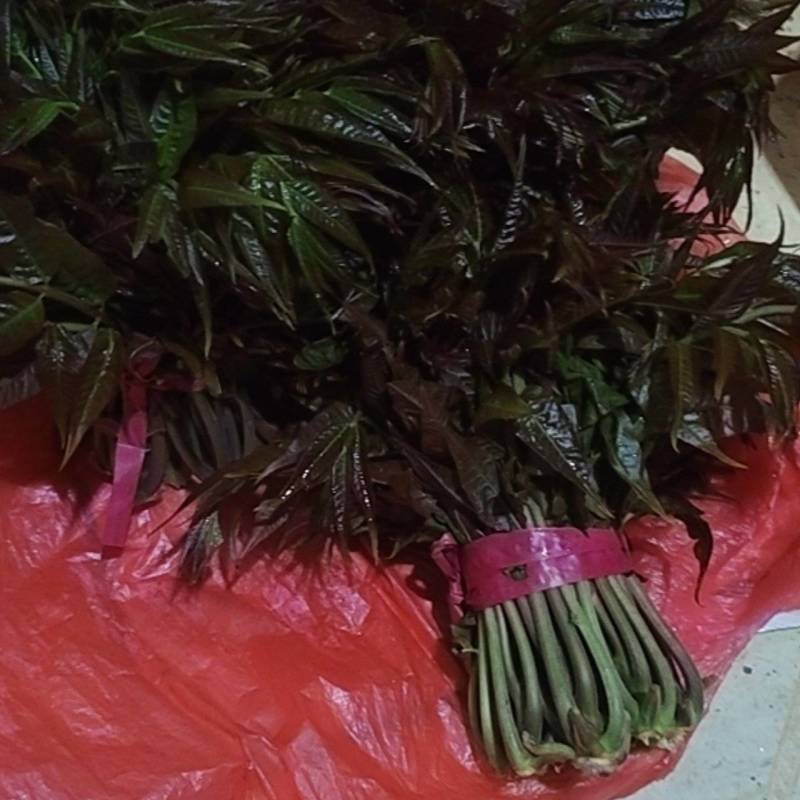 正了八经临朐沂蒙红香椿