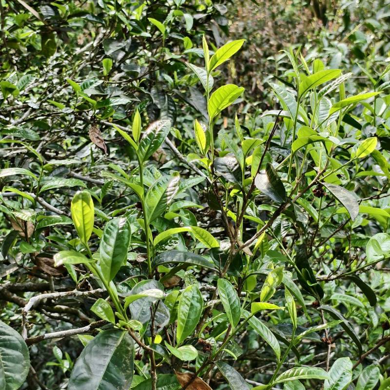 古树茶