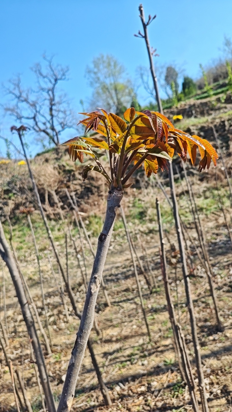 正了八经临朐沂蒙红香椿