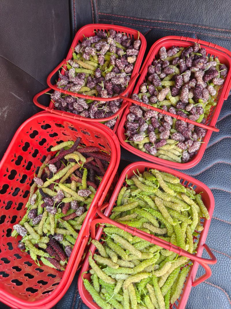 特色桑果