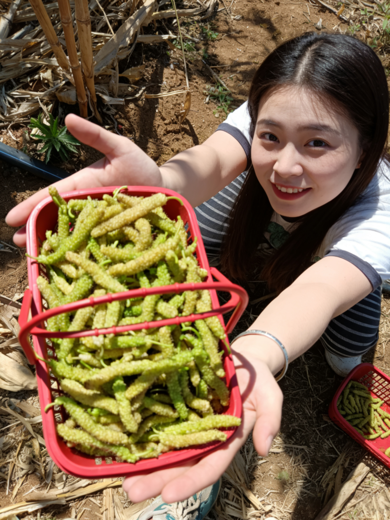 特色桑果