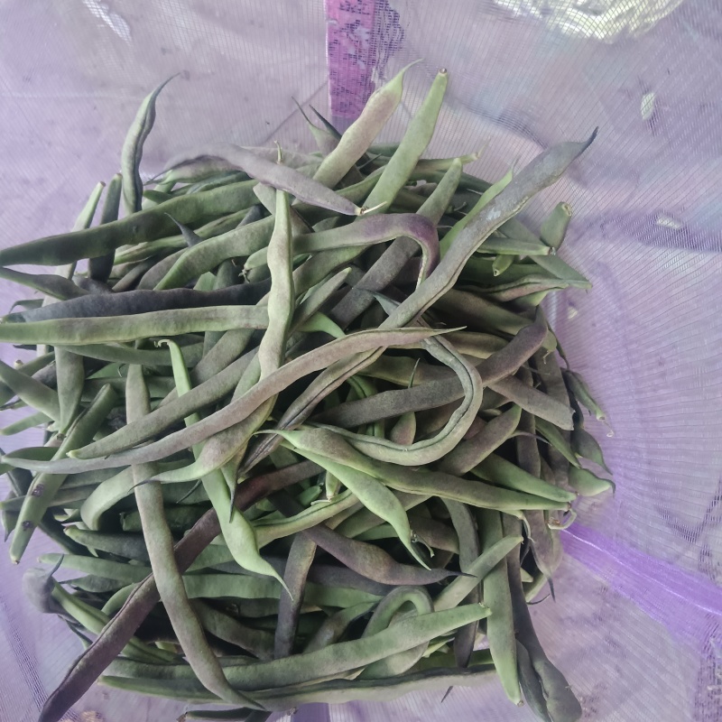 白豆，红豆，油豆，正在上市中需要的老板请在一亩田联系我