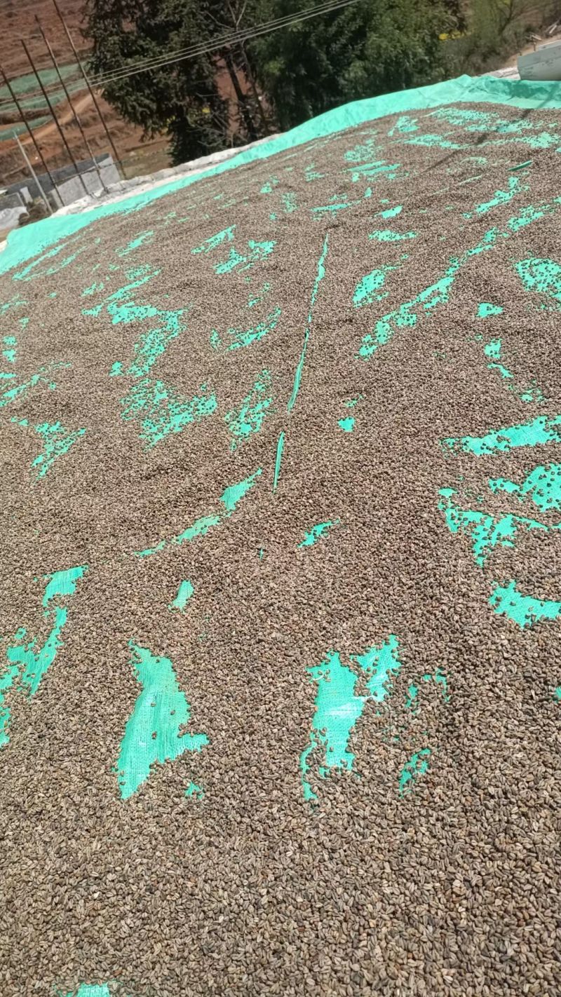 无任何添加苦荞面