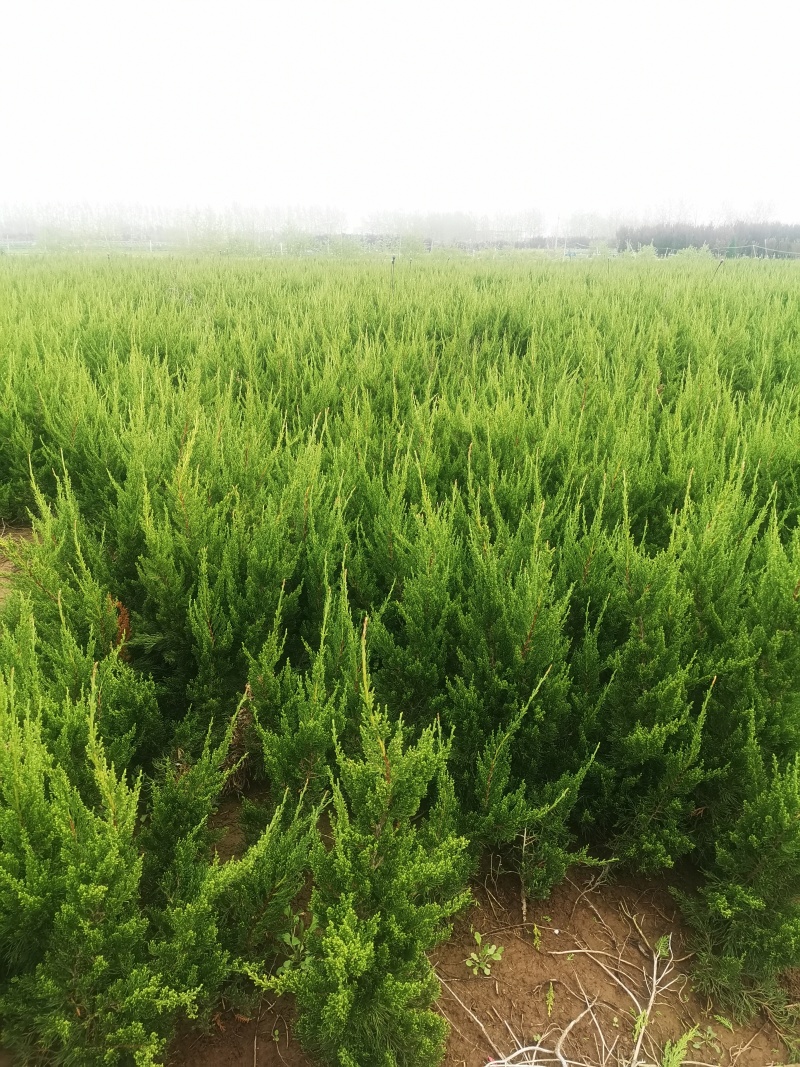 龙柏两年苗龙柏工程苗龙柏基地批发根系发达好成活