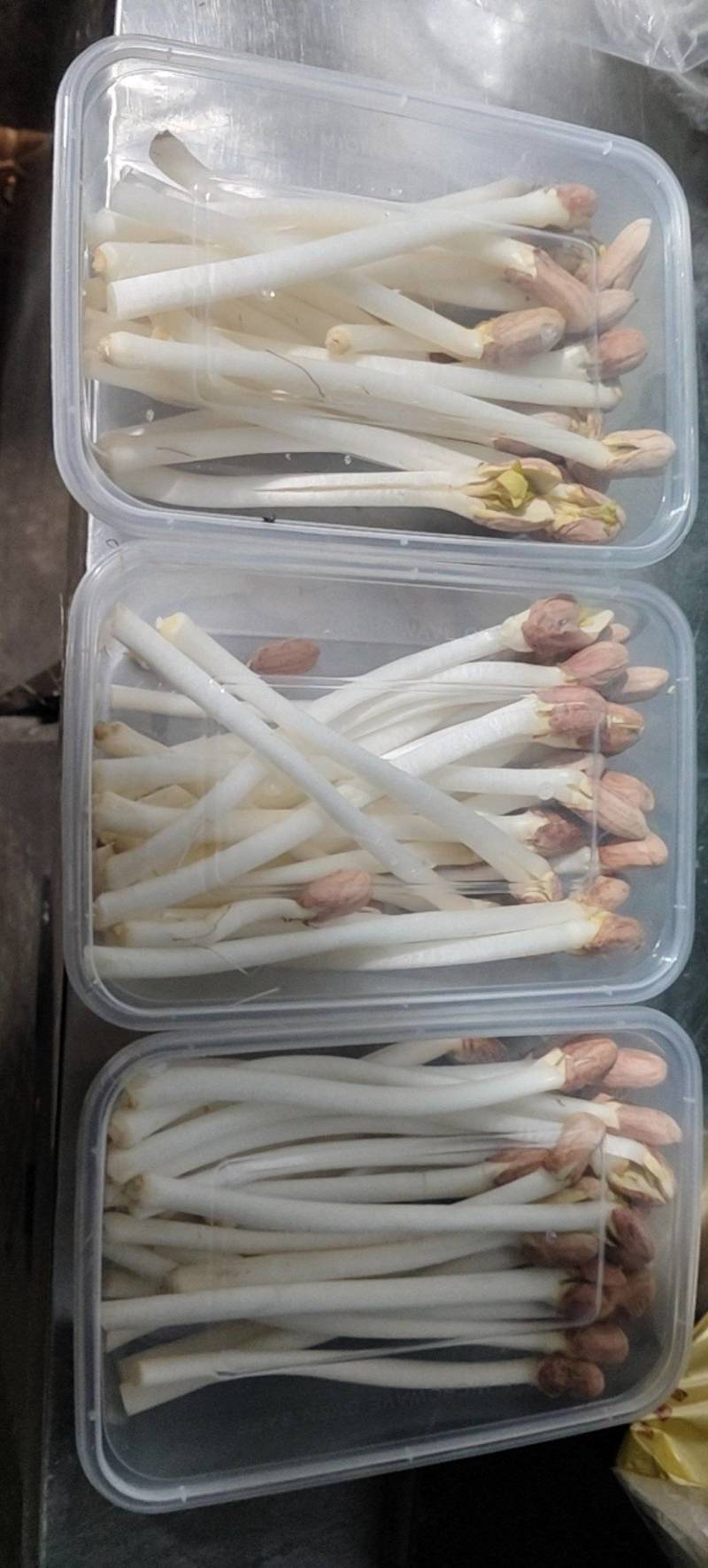 长寿芽