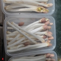 长寿芽