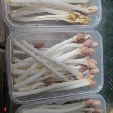 长寿芽
