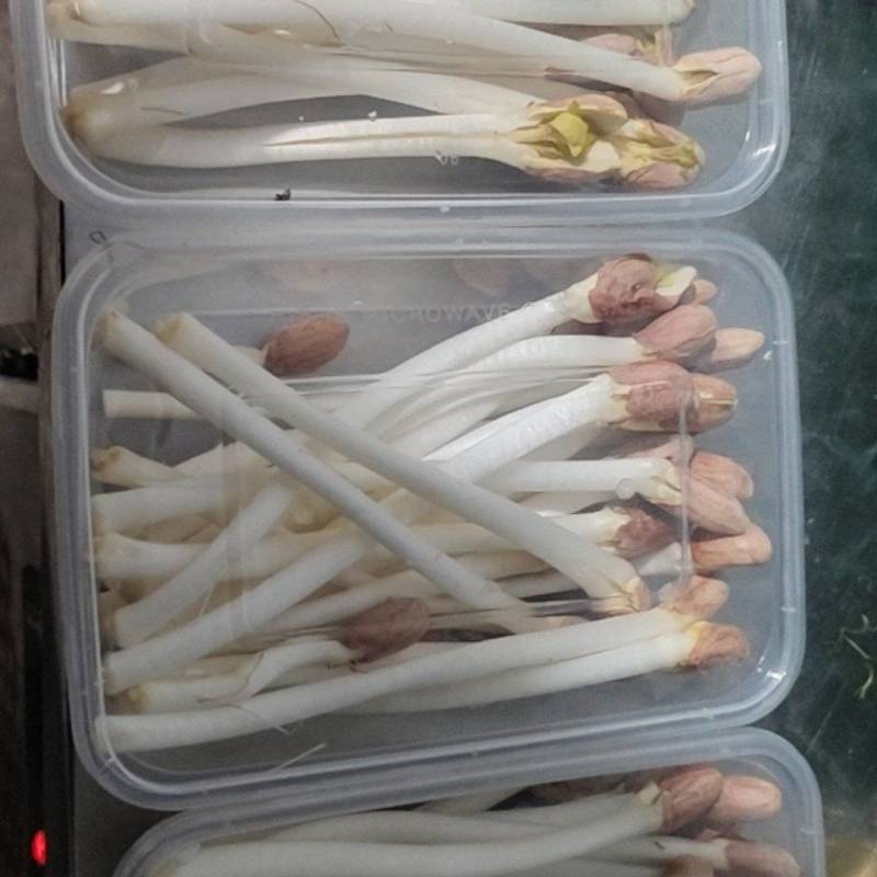 长寿芽