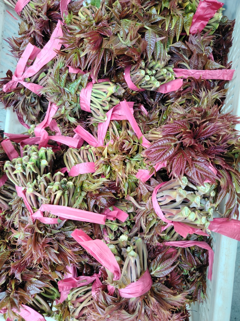 香椿芽大量上市了