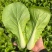 精品快菜/毛白菜产地常年供应代收代发量大价格便宜