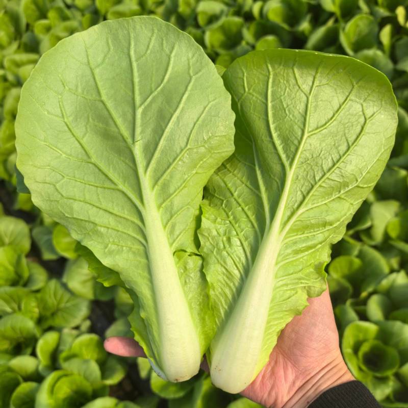 精品快菜/毛白菜产地常年供应代收代发量大价格便宜