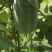 香芋节瓜带有芋香味节瓜