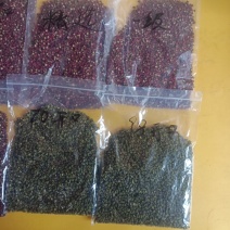 汉源红花椒，大货，精品。青花椒