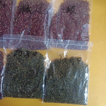 汉源红花椒，大货，精品。青花椒