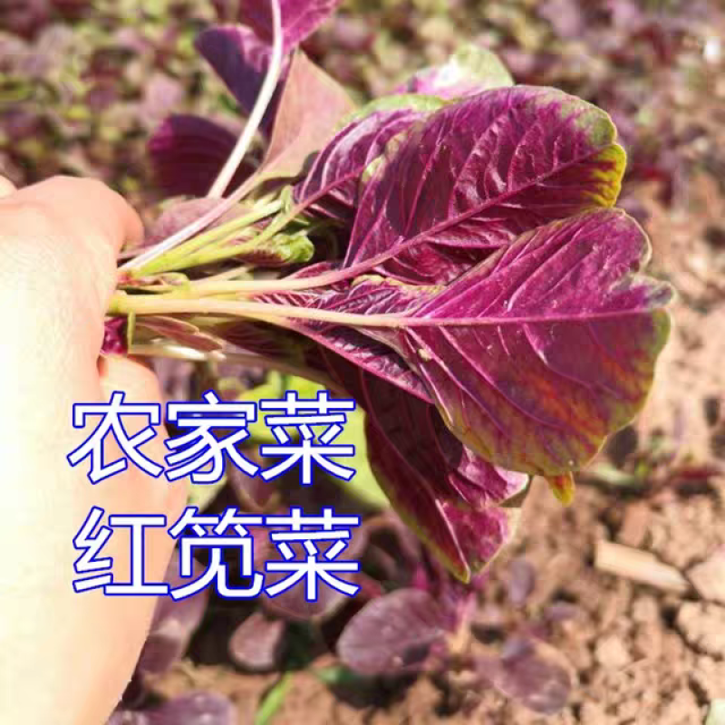 红汉菜红苋菜产地一手货源自产自销欢迎订购