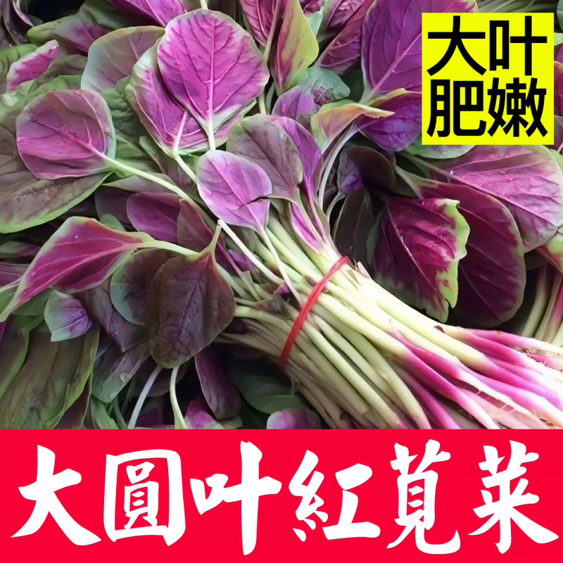 红汉菜红苋菜产地一手货源自产自销欢迎订购