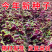 红汉菜红苋菜产地一手货源自产自销欢迎订购