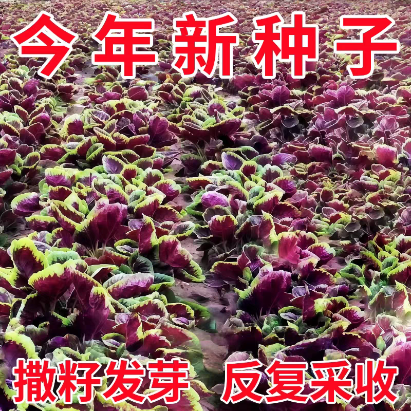 红汉菜红苋菜产地一手货源自产自销欢迎订购