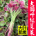 红汉菜红苋菜产地一手货源自产自销欢迎订购