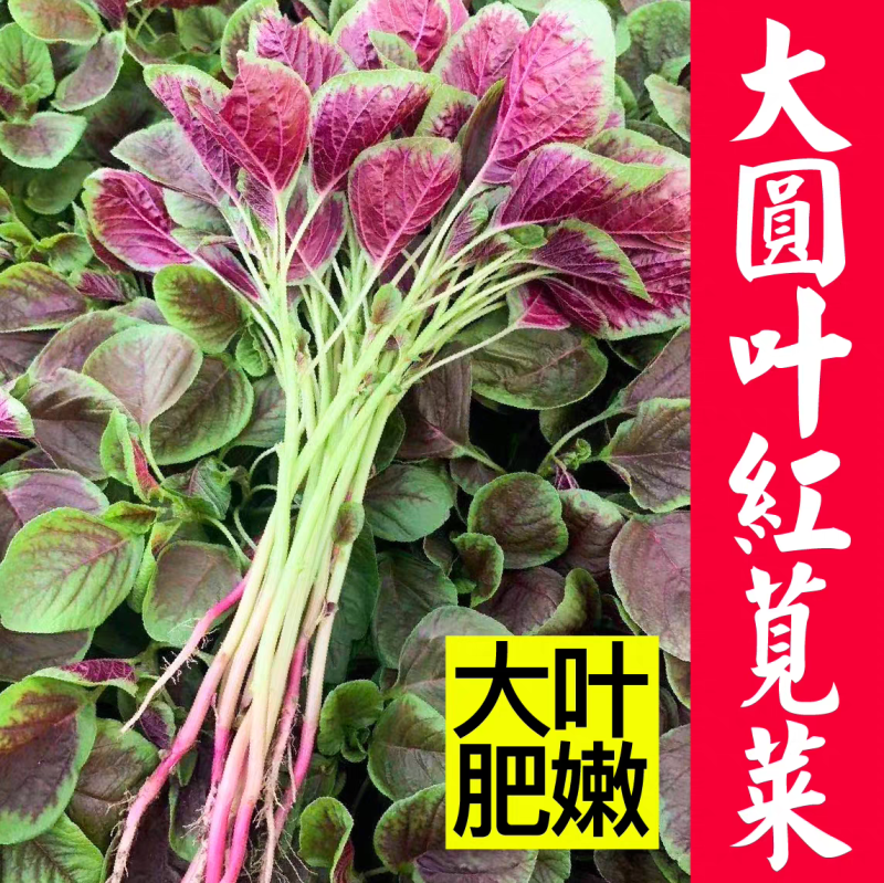 红汉菜红苋菜产地一手货源自产自销欢迎订购