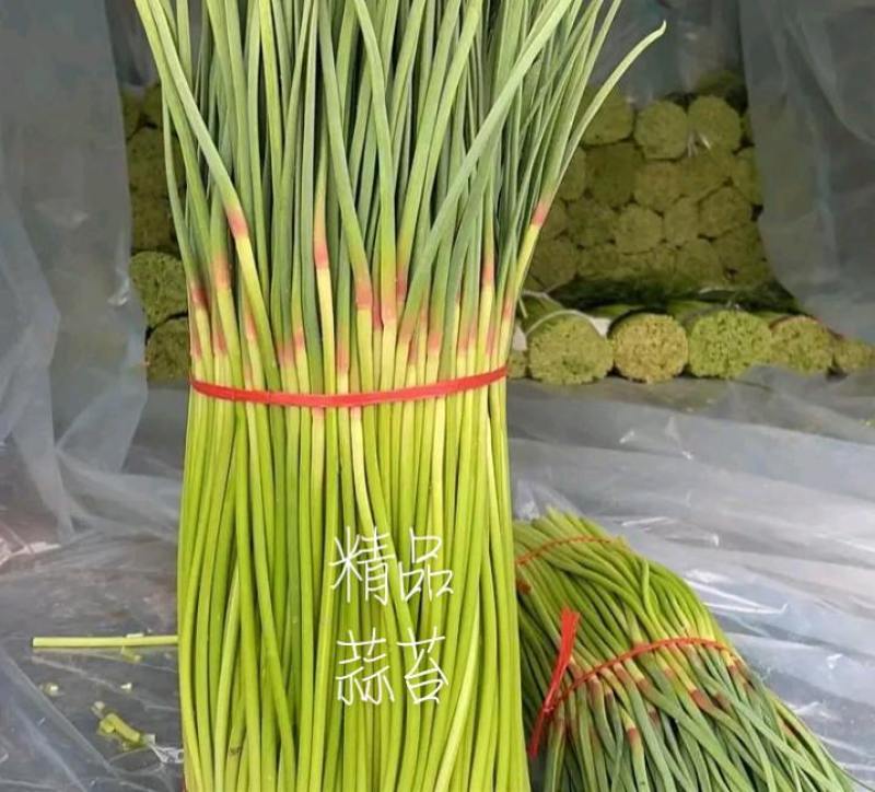 蒜苔精品