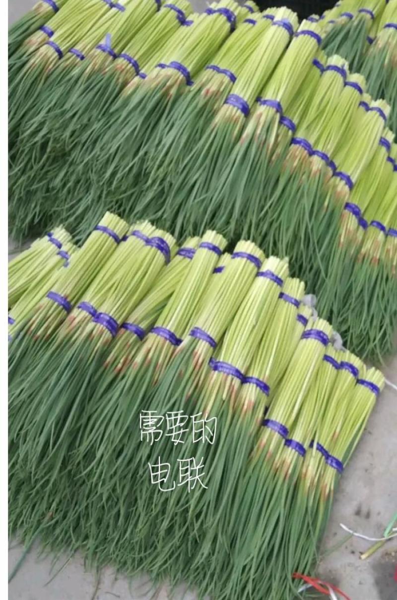 蒜苔精品
