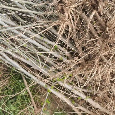 木槿小苗价格，1-3公分木槿，木槿苗低价出售