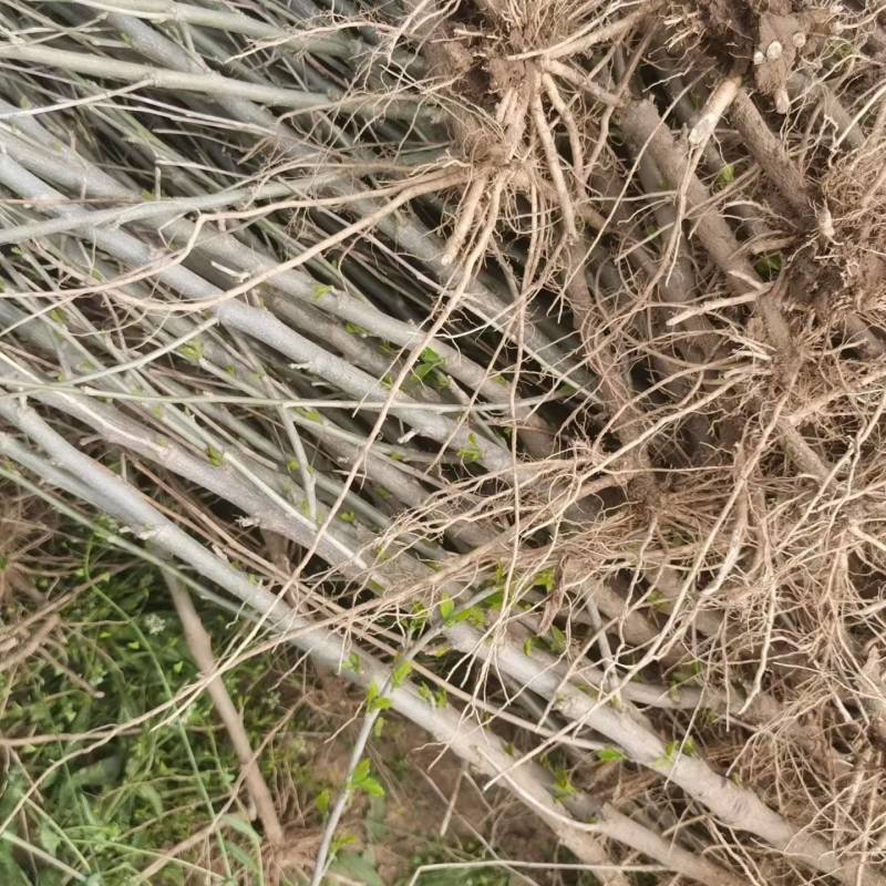 木槿小苗价格，1-3公分木槿，木槿苗低价出售