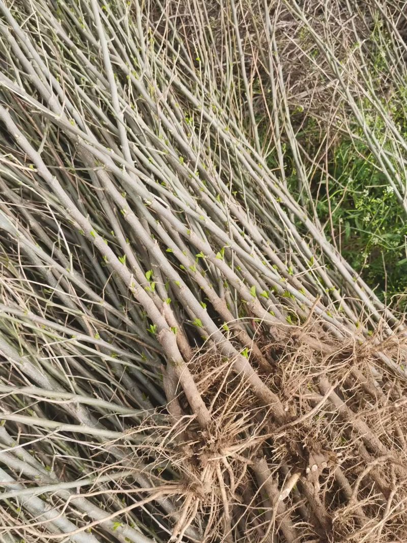 木槿小苗价格，1-3公分木槿，木槿苗低价出售