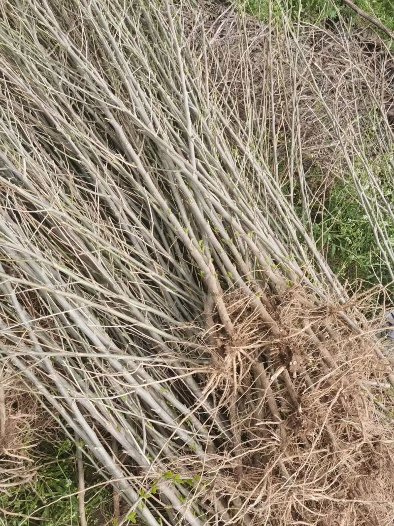 木槿小苗价格，1-3公分木槿，木槿苗低价出售