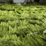 云南省红河州金平县豇豆诚信代办