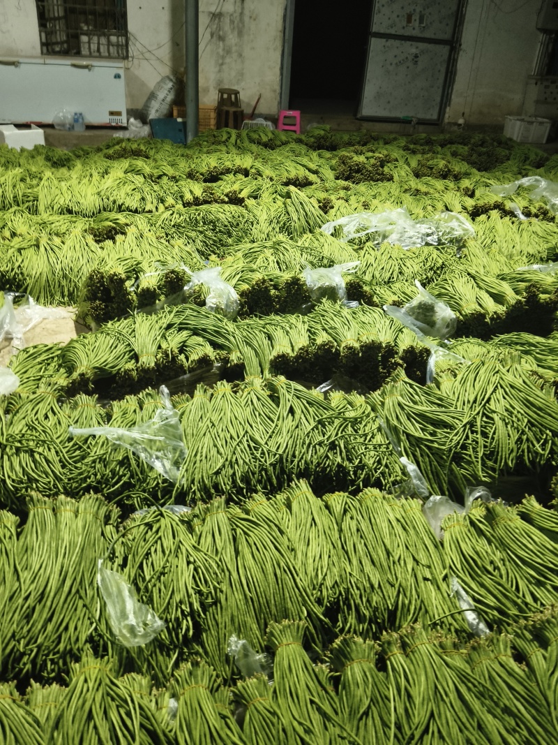 云南省红河州金平县豇豆诚信代办