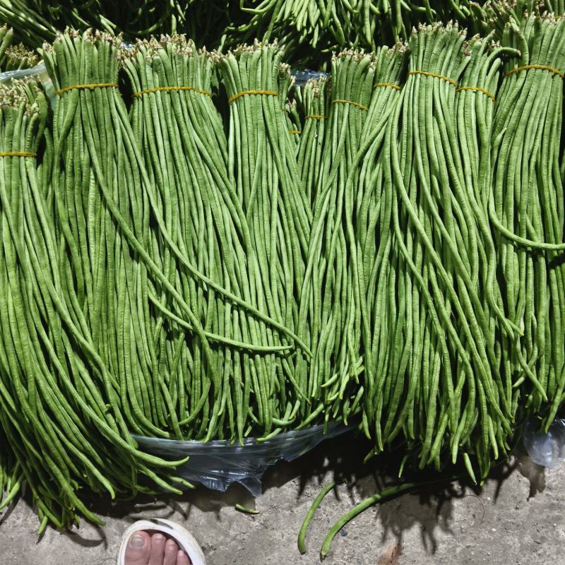 云南省红河州金平县豇豆诚信代办
