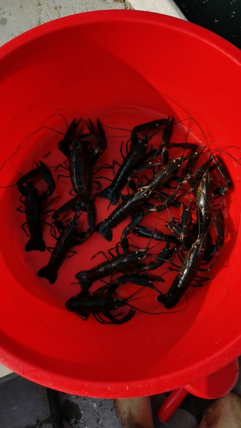 澳洲淡水龙虾