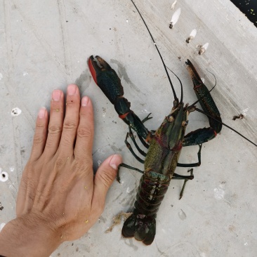 澳洲淡水龙虾