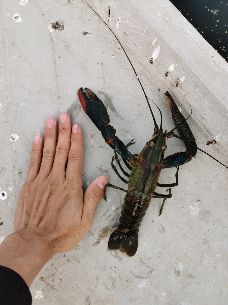 澳洲淡水龙虾