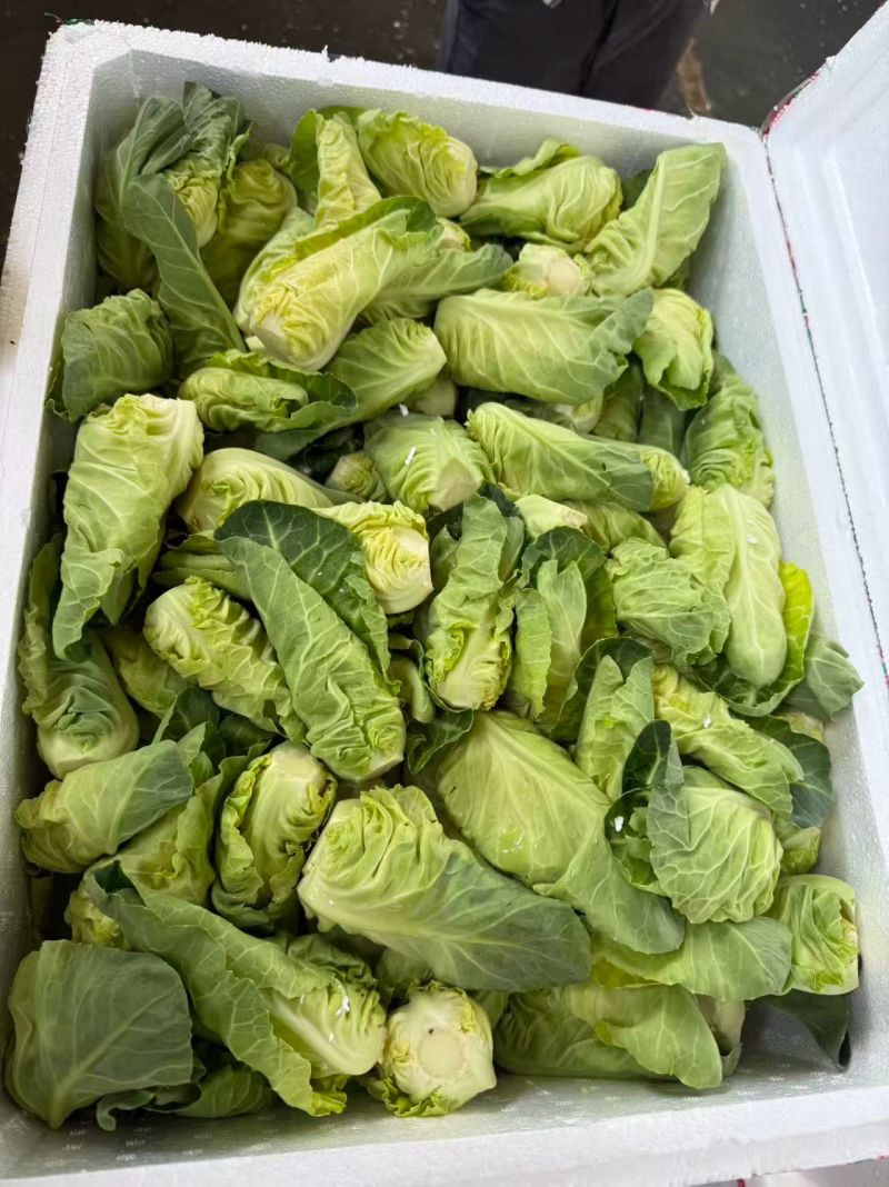 泰国椰菜苗，雪莲苗